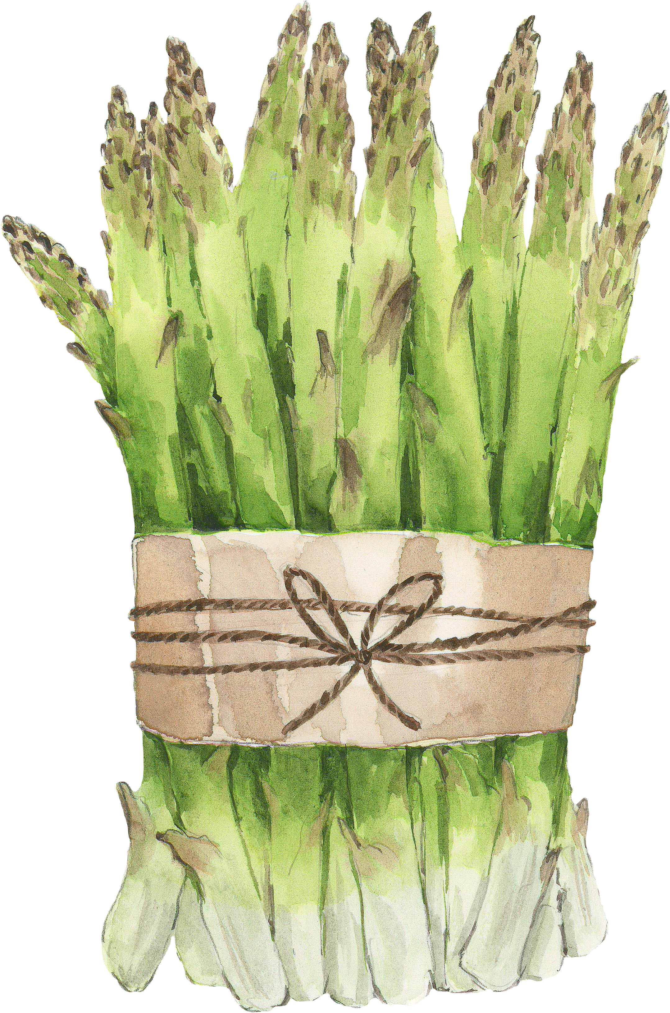 Asparagus