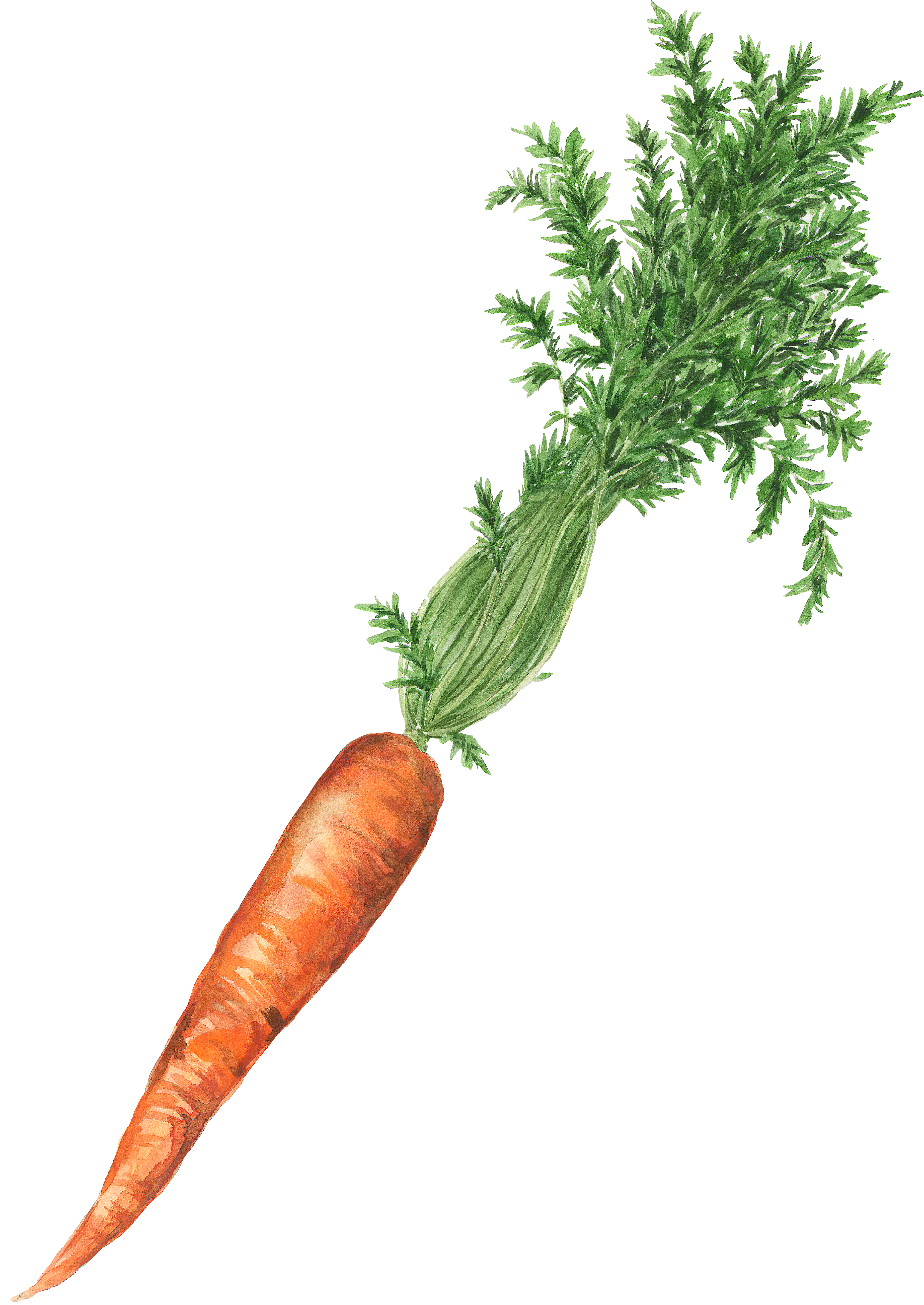 Carrots