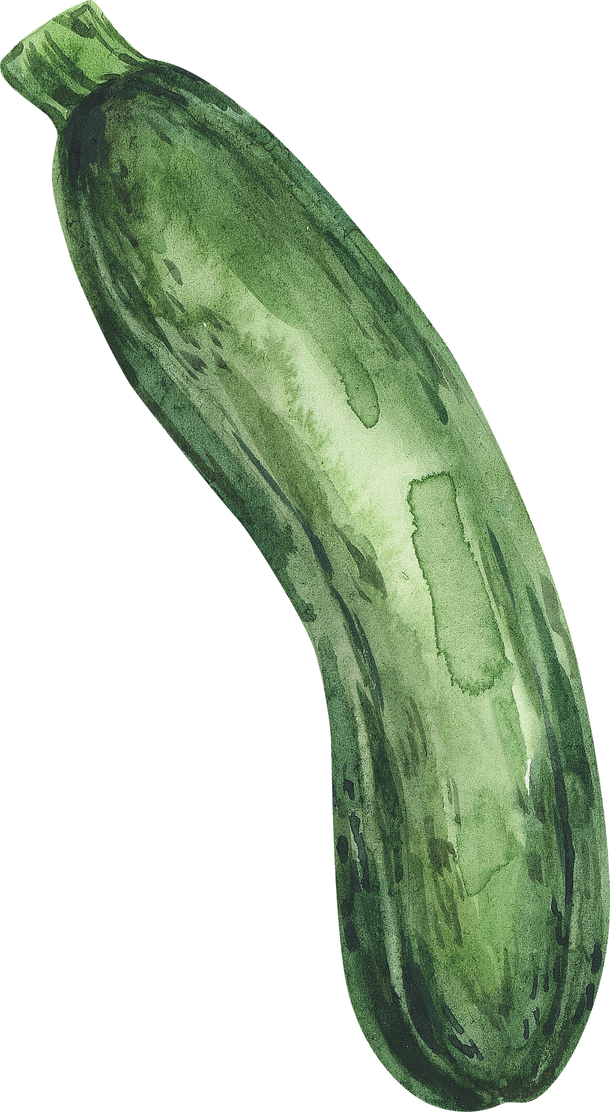 Zucchini