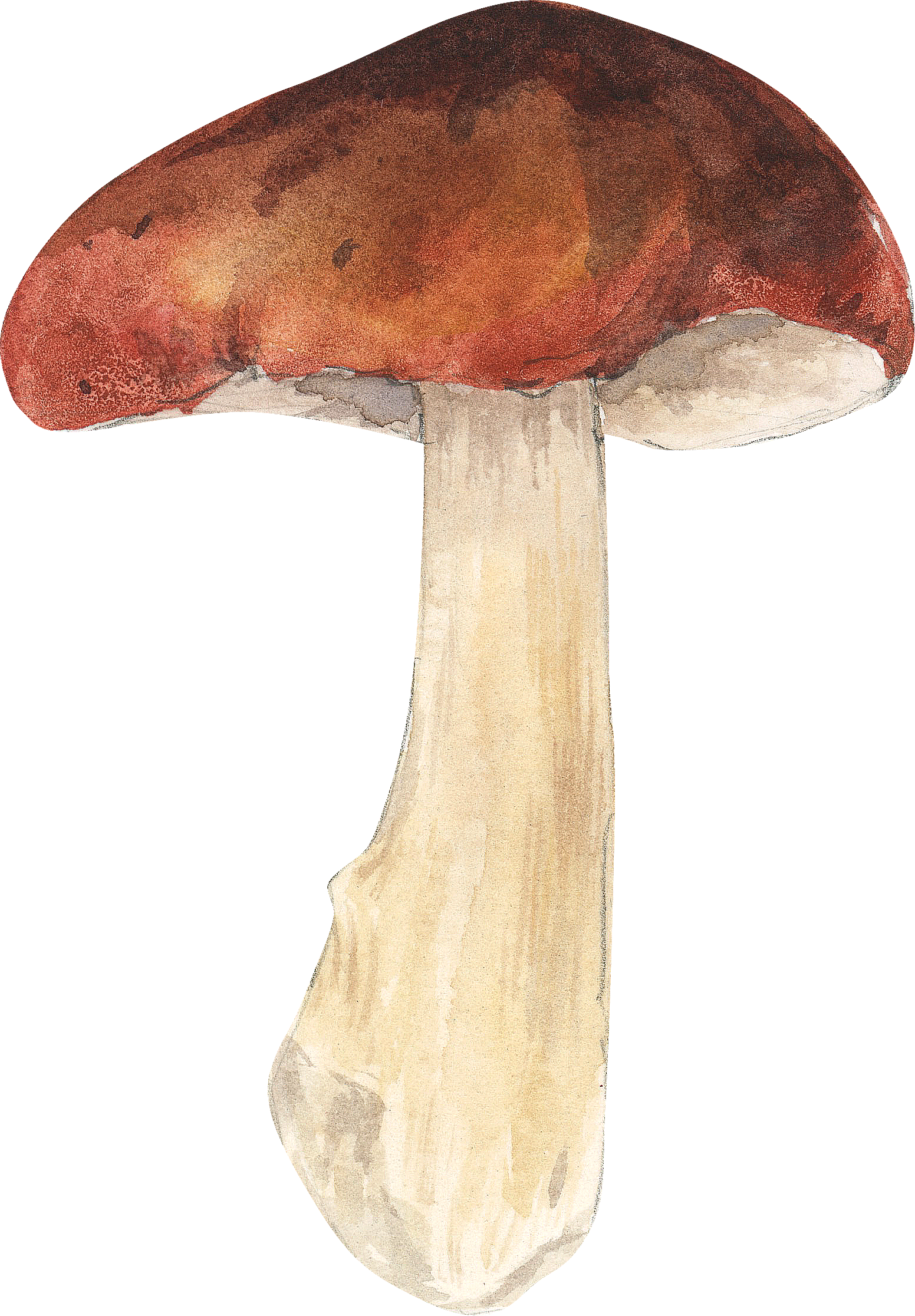 Mushrooms