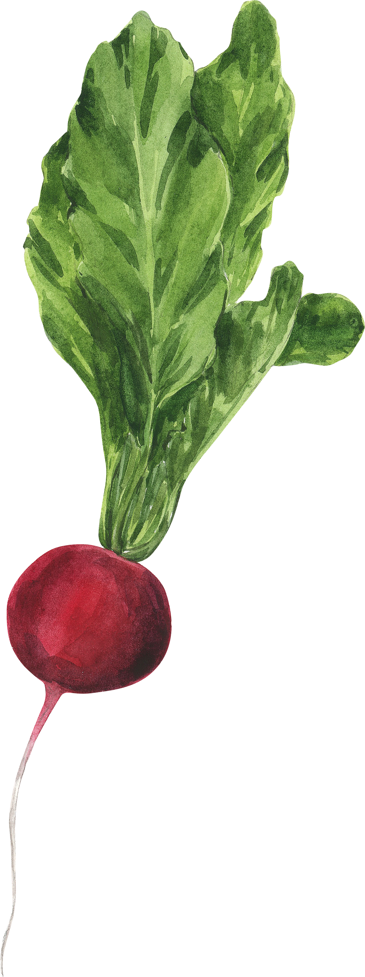 Radishes